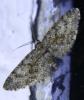 Eupithecia cocciferata